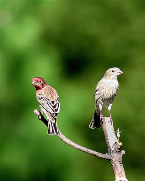 House Finches Pair Photograph By Richard Oliver Fine Art America