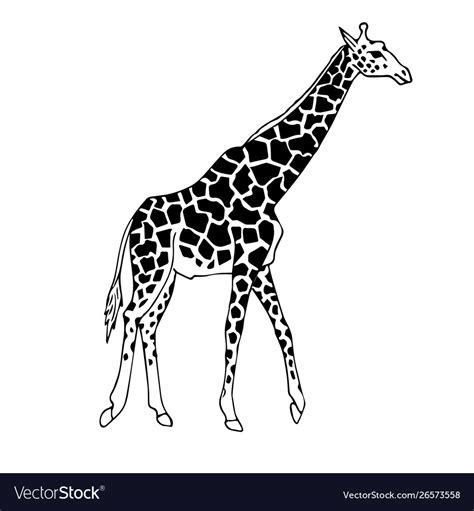 Hand Drawn Doodle Sketch Giraffe Royalty Free Vector Image