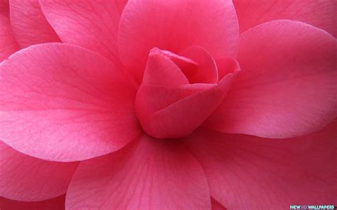 🔥 Download Beautiful Pink Flower Wide New Hd Wallpaper By Jeremya22