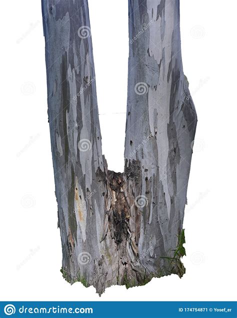 Bifurcated Eucalyptus Tree Trunk Stock Image Image Of Trunk Bark