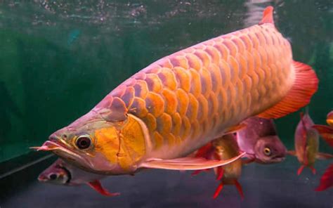 Saat ini, sudah banyak orang yang hobby memelihara ikan. 6 Spesis Ikan Tropika Paling Mahal Di Dunia | Iluminasi