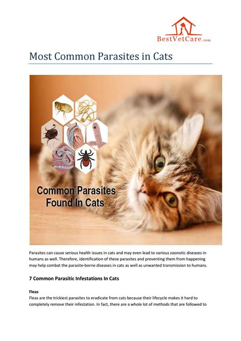 Most Common Parasites In Cats By Bestvetcareus Issuu