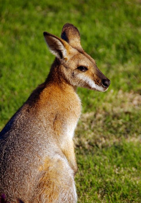 Banco De Imagens Natureza Ao Ar Livre Animal Animais Selvagens