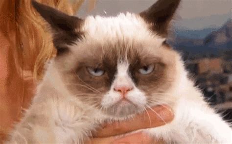 Grumpy Cat GIFs Find Share On GIPHY