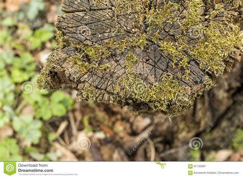 Old Tree Stump With Green Moss In Spring Forest Stock Image Image Of