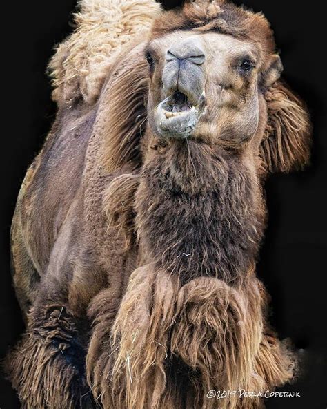 As a camel goes without food, its hump begins to shrink. Do Camels Have Water In Their Humps | Animal Enthusias Blog