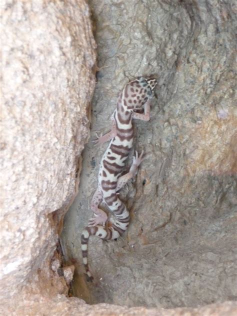 Arizona Sonora Desert Museum Gecko Zoochat