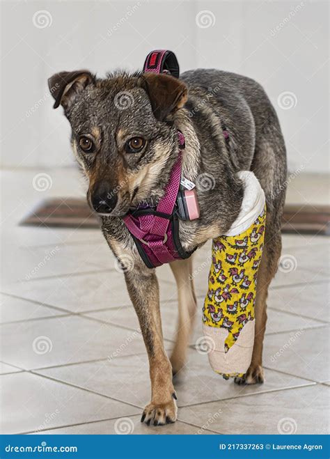 Injured Dog With A Colorful Leg Cast Stock Image Image Of Emotional