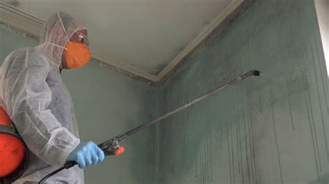 What Happens When You Hire A Mold Removal Company Americon Restoration