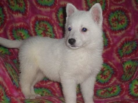 Akc Snow White German Shepherd Puppies For Sale In Jefferson Ohio