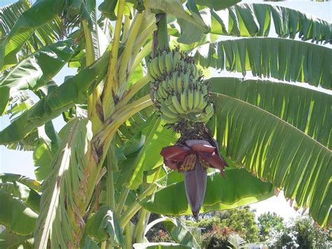 6 Cara Menanam Pohon Pisang Cepat Berbuah Di Halaman Rumah