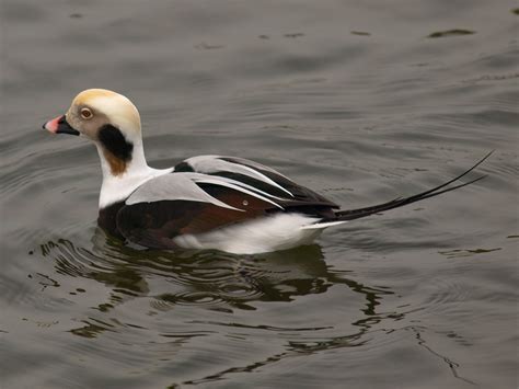 Capt Mondos Photo Blog Blog Archive Male Long Tailed Duck 1