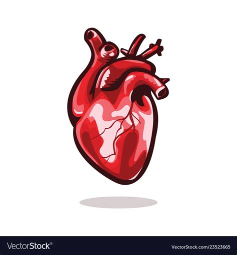 Anatomical Heart Royalty Free Vector Image Vectorstock