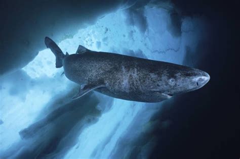 Untersuchungen aus dem jahr 2016 ergaben, dass grönlandhaie einige hundert jahre alt werden können und somit von. Grönlandhaie: Wie der langsamste Fisch Robben fängt