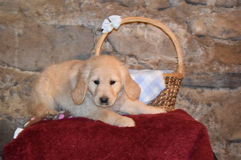 Rover Male Purebred Golden Retriever Puppy For Sale Butler Ohio Ac