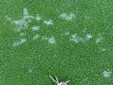 Dollar spot is a fungus that affects both bermuda grass and zoysia grass. LCC Grounds Maintenance: Dollar Spot