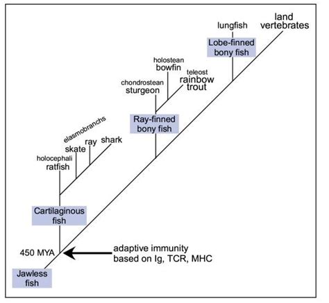 Phylogenetic Tree Cartilaginous Fish Which Includes The Holocephali