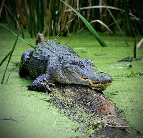Alligator In Okefenokee Swamp Georgia Usa By Thorsten Nolting