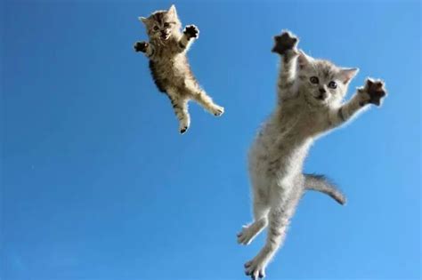 Flyyyy Jumping Cat Cat Jump Fail Cat Photo
