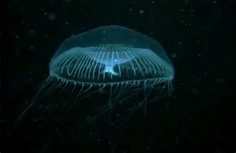 How Glow In The Dark Jellyfish Inspired A Scientific Revolution