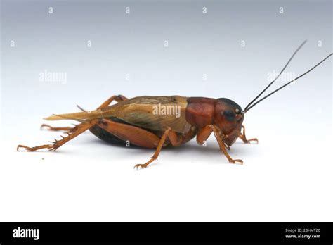 African House Cricket Hi Res Stock Photography And Images Alamy