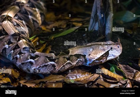 An Adult Gaboon Viper Bitis Gabonica A Venomous Snake With The