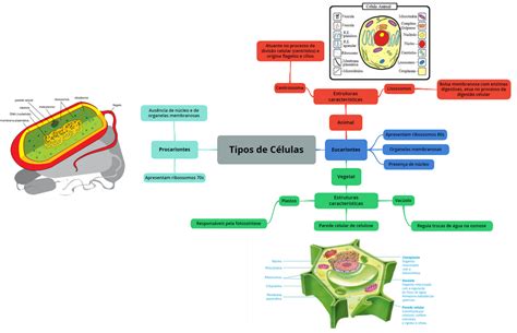 Mapa Mental De La Celula Eucariota Arbol