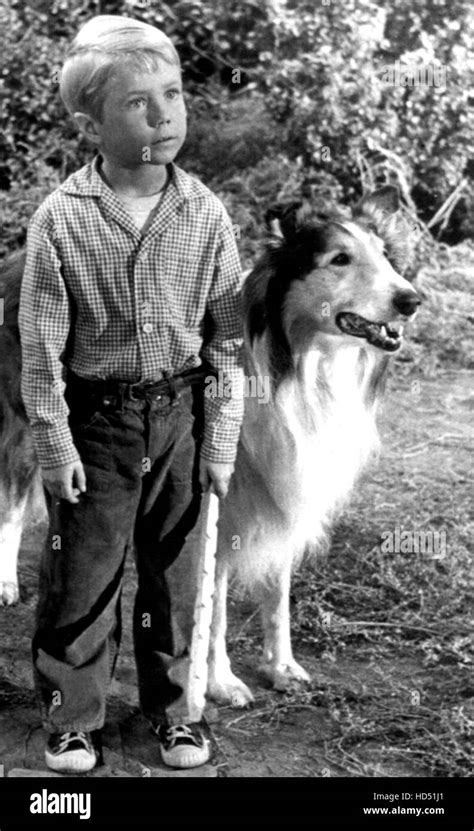 Lassie Jon Provost Lassie 1954 1974 Season 4 1958 Stock Photo Alamy