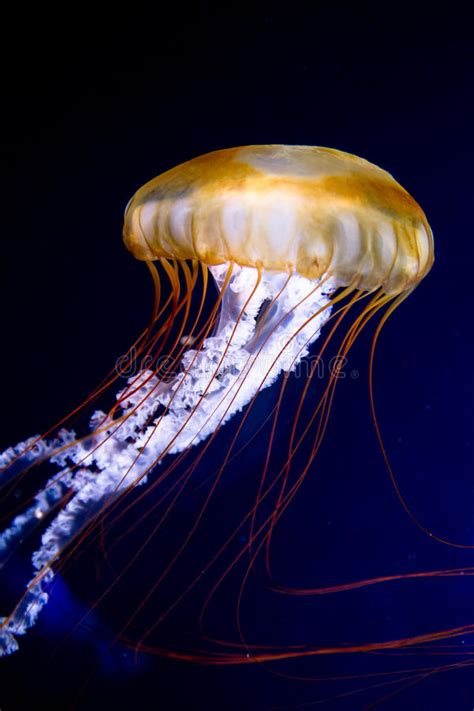 Pacific Sea Nettle Chrysaora Fuscescens Stock Image Image Of Tourism