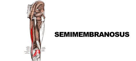Semimembranosus | exercisereports.com