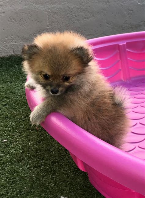 Pomeranian Puppies For Sale Waipahu Hi 302665