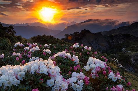 White And Pink Oleander Flowers Sunset Flowers Mountains Hd