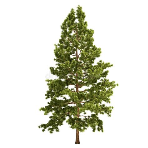 Tall Pine Tree Isolated On White Ad Pine Tall Tree White