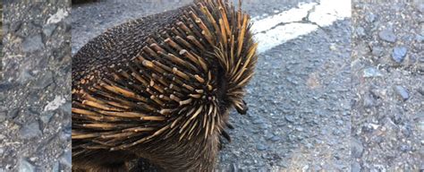 This Weird Echidna Is The Result Of One Of The Best Fire Survival