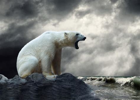 Check spelling or type a new query. Bear Fabric, Polar Bear Fabric Panel looking over the ...