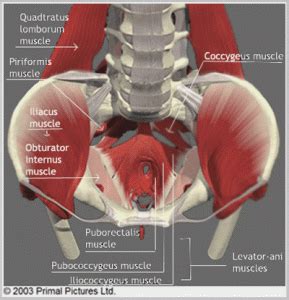 Three bones develop from separate ossifications, within a single cartilage plate. What is Pelvic Pain? - Therapeutic Associates Physical Therapy