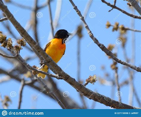 Spring Northern Oriole Perching On Tree Branch Stock Photo Image Of
