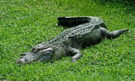 Photos Of Alligators The American Alligator Few Facts And Photographs