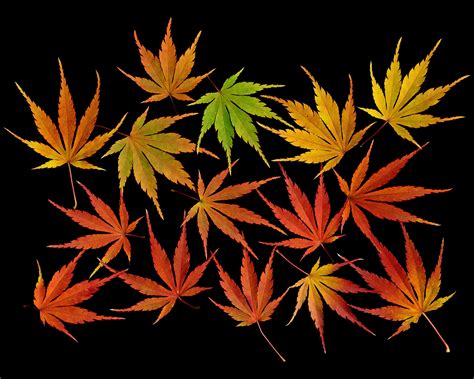 It offers deeply cut, almost ferny green foliage. Fall: Japanese Maple Leaves | Shutterbug