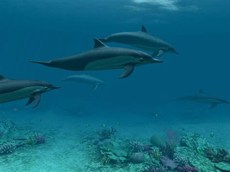 Dolphins 3d Screensaver Get The Chance To Take A Closer Look At The
