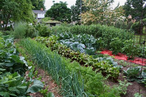 48 Vegetable Gardening Wallpapers Wallpapersafari