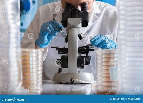 Microbiologist With Microscope Working With Petri Dish In The La Stock
