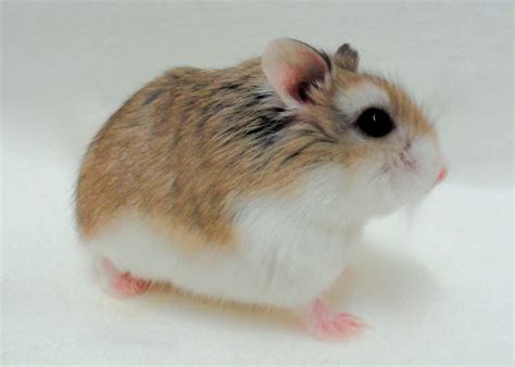 Dwarf Hamster Care Roborovski Russian And Chinese Hamster