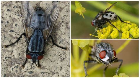Вольфартова муха фото и описание