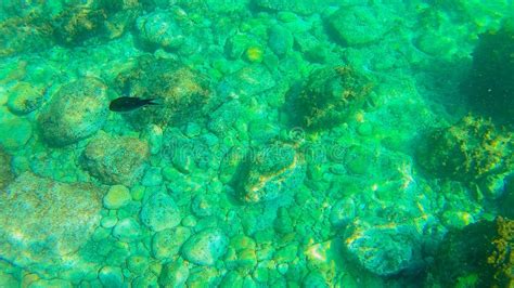 Mediterranean Sea Underwater Stock Image Image Of Wildlife Waves