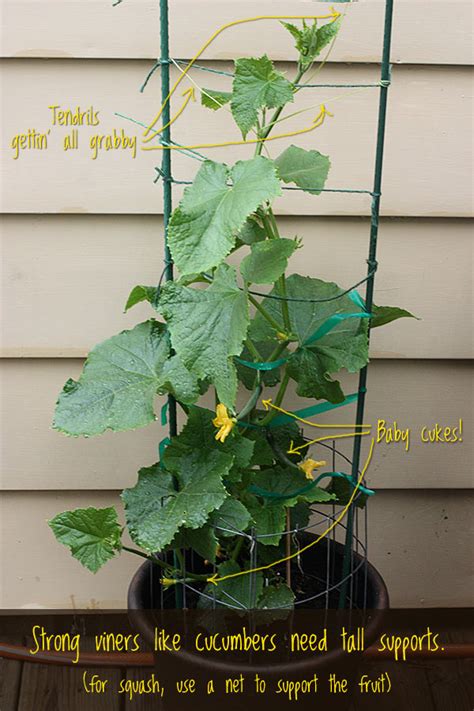 Training cucumbers to grow where you want them to is easy and should. 5 Tips for Successful Container Gardening | SoupAddict.com