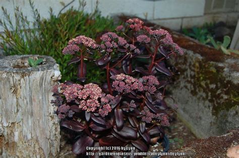 We did not find results for: Sedum (Hylotelephium telephium subsp. telephium Touchdown ...
