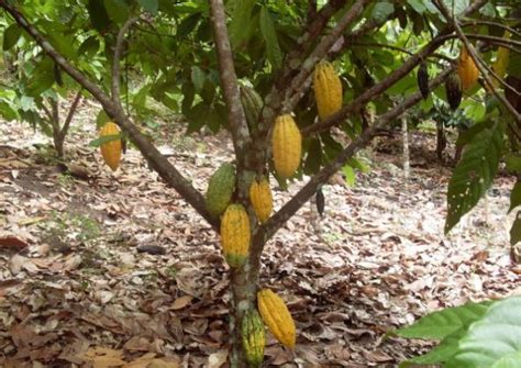 Cocoa Cultivation Information Guide Agri Farming