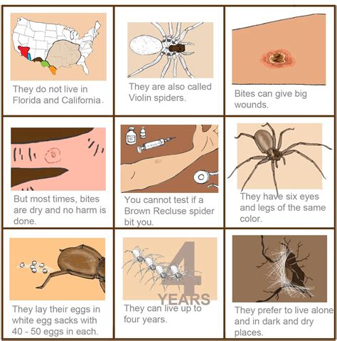 Pin On Dangerous Spiders In Usa