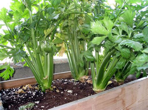 Growing Celery In Containers